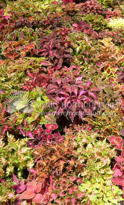 Solenostemon scutellarioides (Coleus blumei)